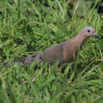 Tórtola, foto de awatin