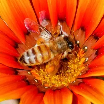 Abeja melífera, foto de Amilcar_Galván