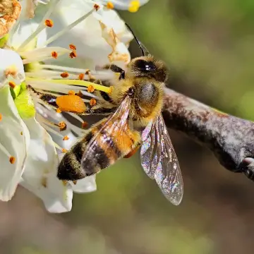 Abeja melífera, foto de Don_dany