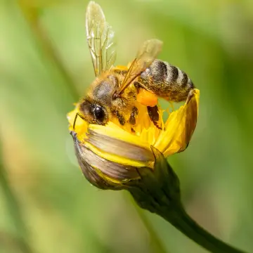 Abeja melífera, foto de MatiasBarrientos