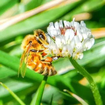 Abeja melífera, foto de Amilcar_Galván
