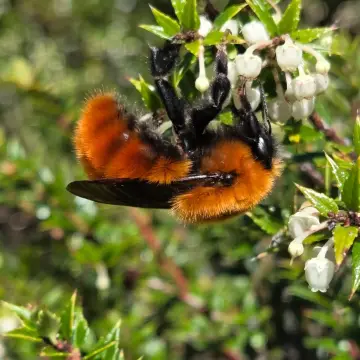 Abejorro chileno, foto de Joaquin_Israel