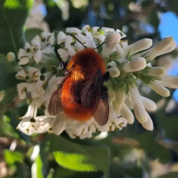 Abejorro chileno, foto de Manguitoo