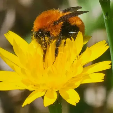 Abejorro chileno, foto de rafitabird