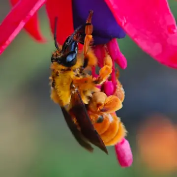 Abeja del notro, foto de XLONCOx