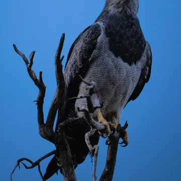 Águila mora, foto de jandres_wild