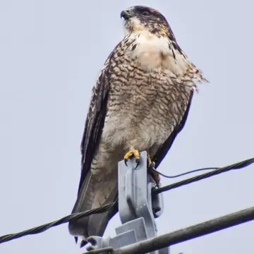 Aguilucho, foto de Catuu