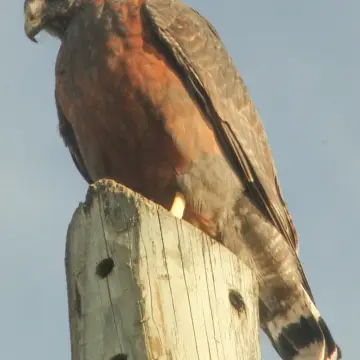 Aguilucho, foto de Migueceryle