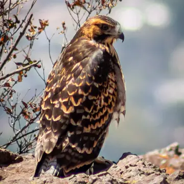 Aguilucho, foto de rev_fotos