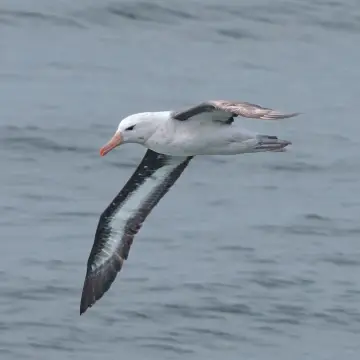 Albatros de ceja negra, foto de DaniDFC