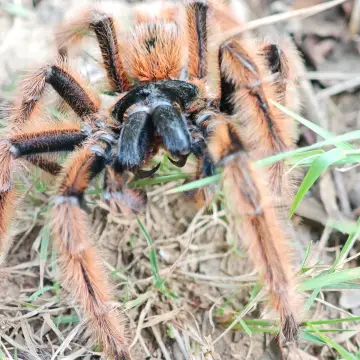 Araña pollito, foto de XLONCOx