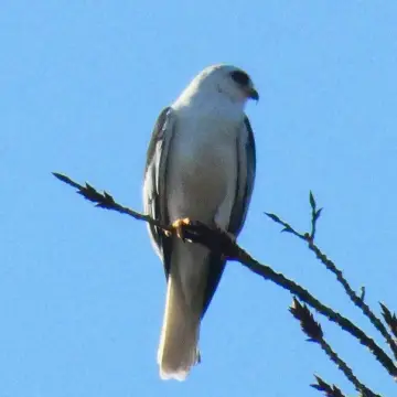 Bailarín, foto de Danipantera