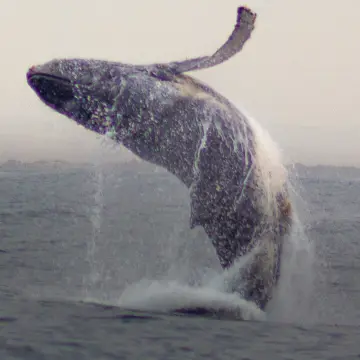 Ballena jorobada, foto de awatin