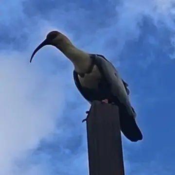 Bandurria, foto de PuduPanki