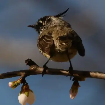 Cachudito, foto de Danipantera