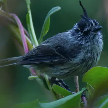 Cachudito, foto de Javiernaturalist