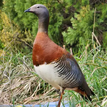 Canquén común, foto de DaniDFC