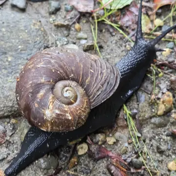 Caracol negro, foto de Joaquin_Israel