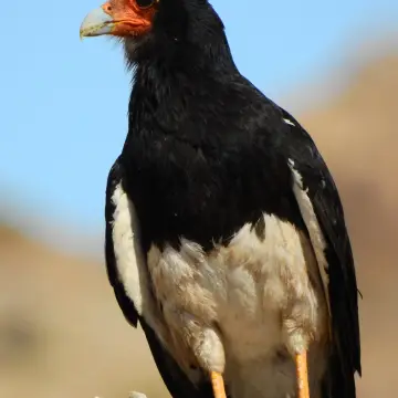 Carancho cordillerano, foto de PhymaturusMaulense