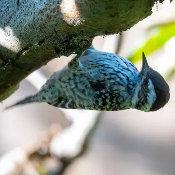 Carpinterito, foto de Ceetph