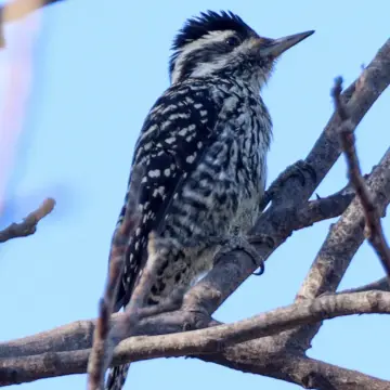 Carpinterito, foto de Javiernaturalist