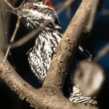 Carpinterito, foto de LuisFaunaCl