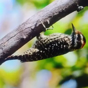 Carpinterito, foto de PhymaturusMaulense