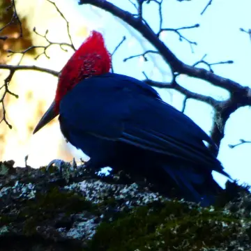 Carpintero negro, foto de Danipantera