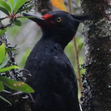 Carpintero negro, foto de Joaquin_Israel