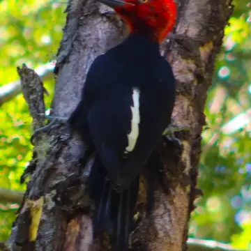 Carpintero negro, foto de LuisFaunaCl