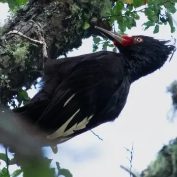 Carpintero negro, foto de LuisFaunaCl