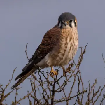 Cernícalo, foto de DiegoSN