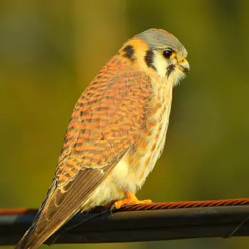 Cernícalo, foto de IRO_NIKO