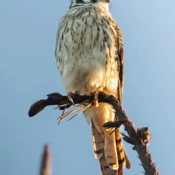 Cernícalo, foto de PinguIn