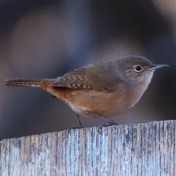 Chercán, foto de Javiernaturalist