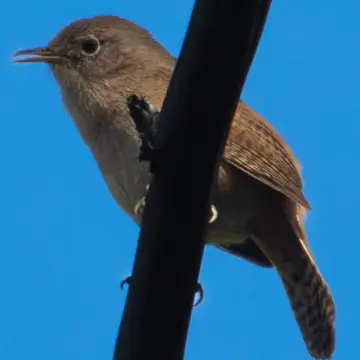 Chercán, foto de LuisFaunaCl
