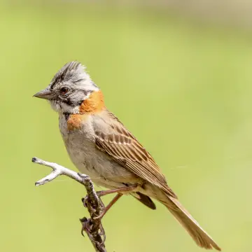 Chincol, foto de Javiernaturalist