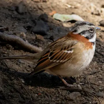 Chincol, foto de LuisFaunaCl