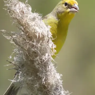 Chirihue común, foto de Chincolito87
