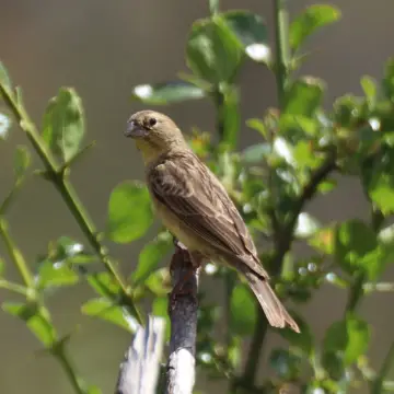 Chirihue común, foto de Javiernaturalist