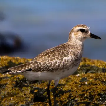 Chorlo dorado, foto de awatin