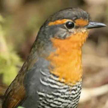 Chucao, foto de Javiernaturalist