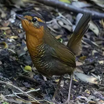 Chucao, foto de LuisFaunaCl