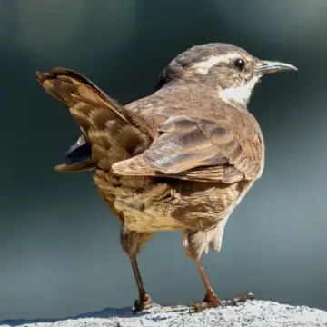 Churrete acanelado, foto de LuisFaunaCl