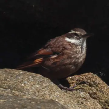 Churrete costero, foto de Javiernaturalist