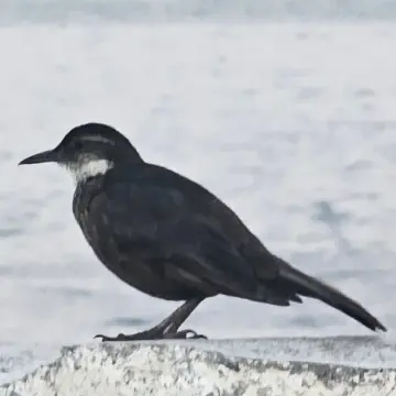 Churrete costero, foto de MichitaChungunga