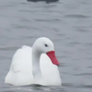 Cisne coscoroba, foto de Chincolito87