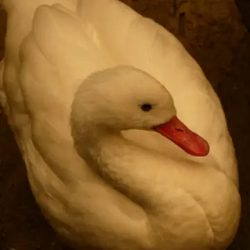 Cisne coscoroba, foto de Danipantera