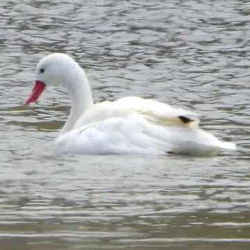 Cisne coscoroba, foto de PhymaturusMaulense
