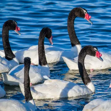 Cisne de cuello negro, foto de Ceetph